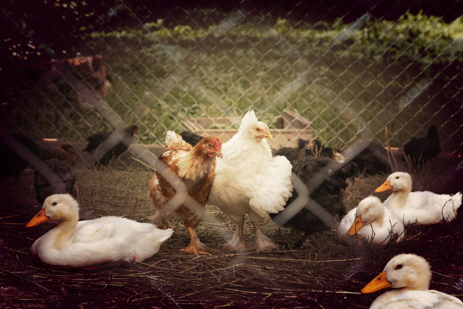 Fabriquer un enclos à poules fait maison : guide étape par étape – Tous