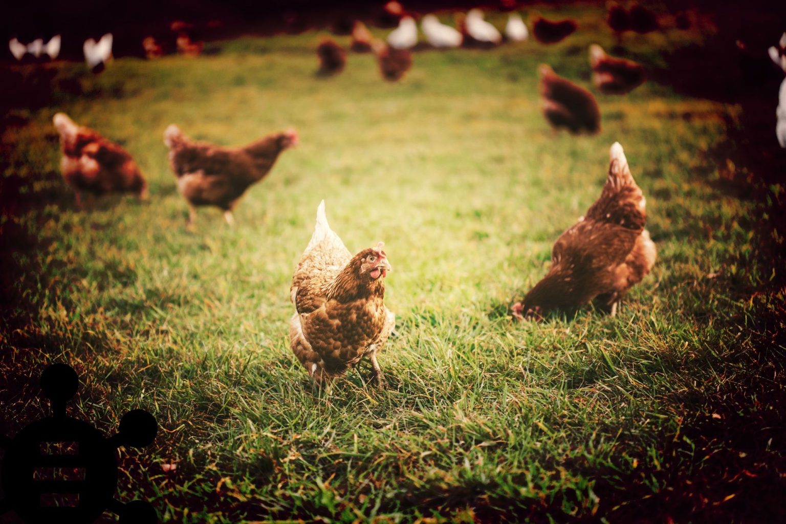 enclos à poules : enclos à poules fait maison avec poules à l'intérieur