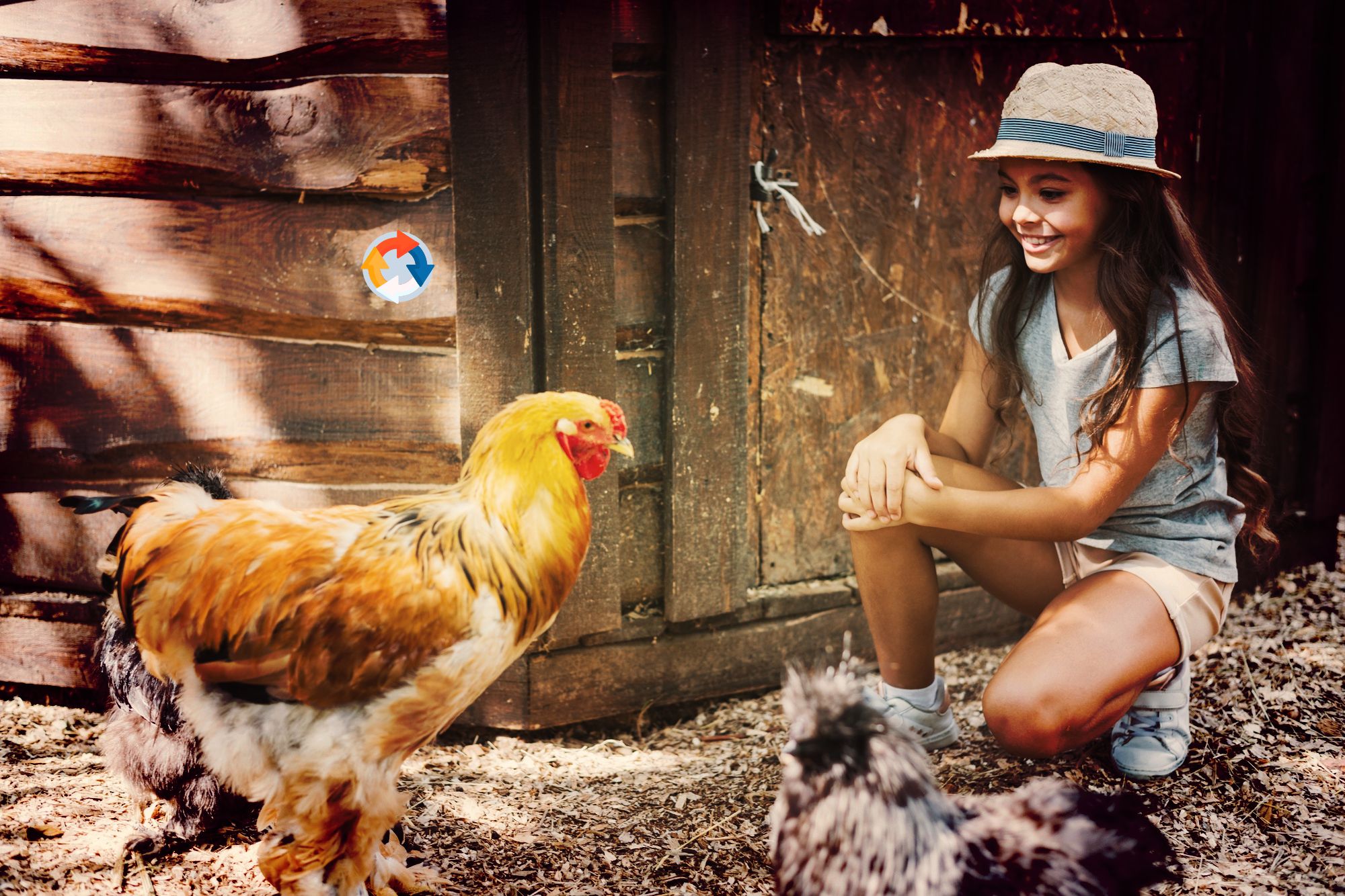 Fabriquer un enclos à poules fait maison : guide étape par étape – Tous